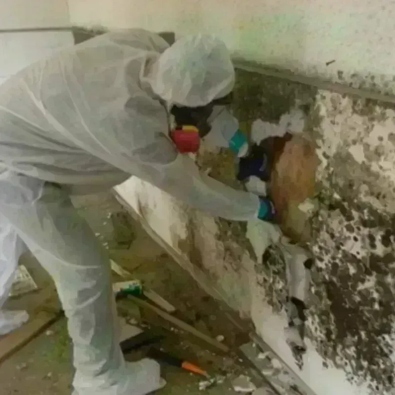 Mold Remediation and Removal in Slaughterville, OK